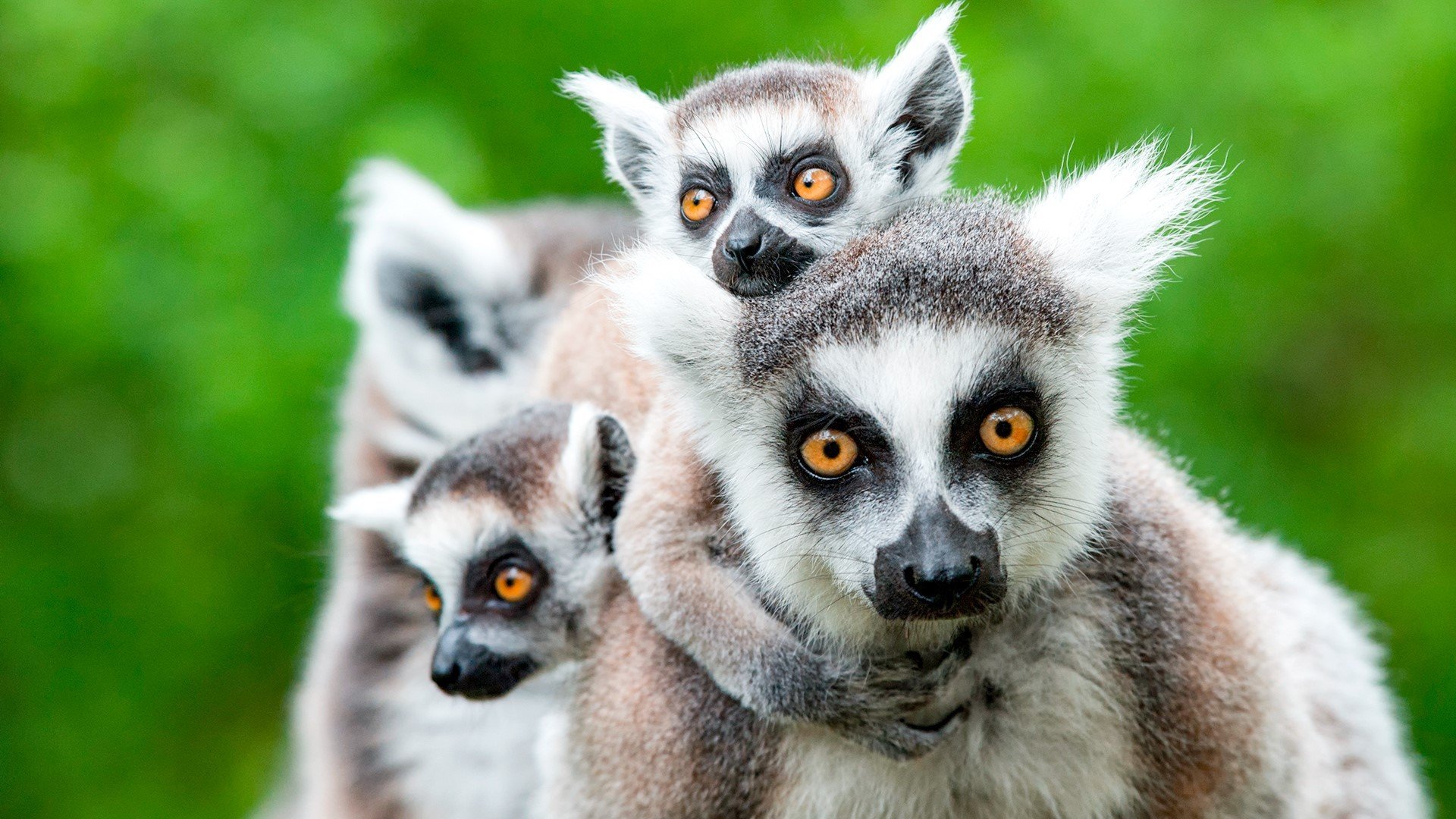 W krainie lemurów i baobabów