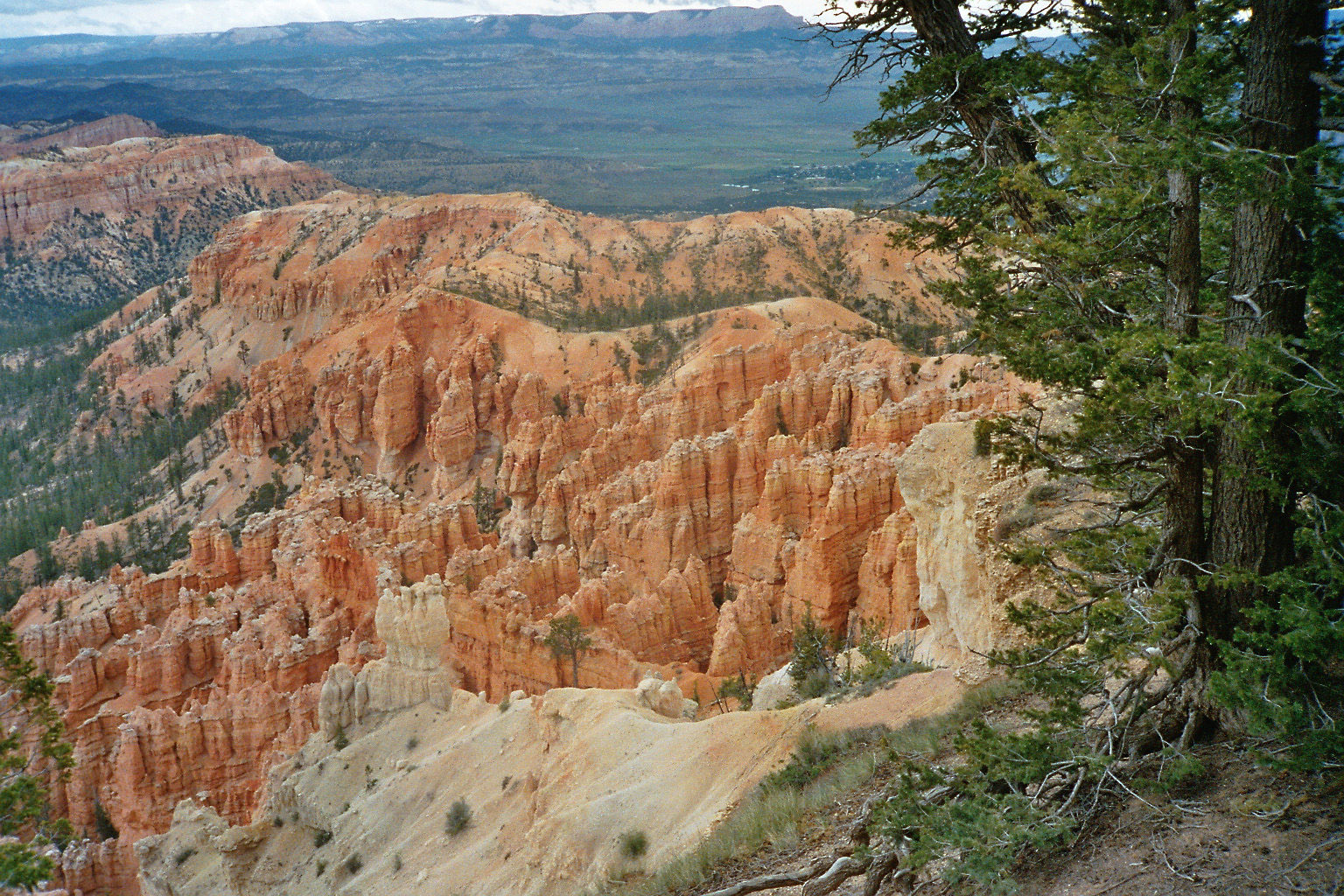 Orange rock formations and pine trees in Bryce Canyon National Park
